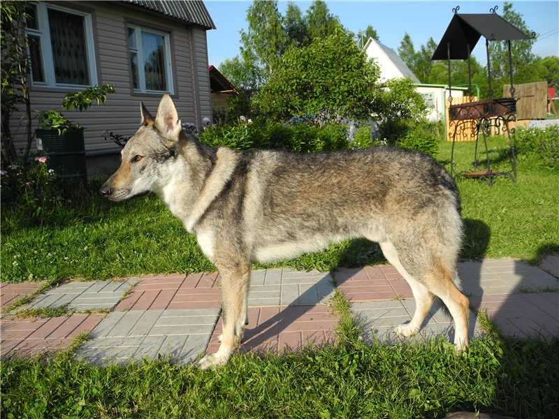 Чехословацкий влчак – отличие от волкособа, особенности содержания и дрессировки, чем комить?