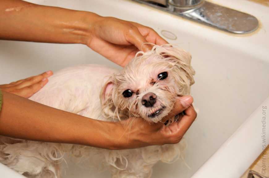 Сколько раз мыть собаку так, чтобы не нанести вред ее здоровью
