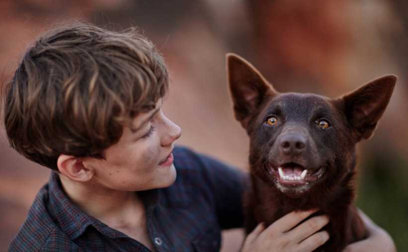 Лучшие фильмы про собак: список топ-10 самых интересных кинокартин, которые стоит посмотреть