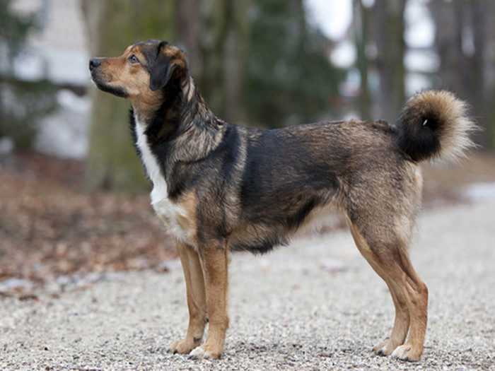 Немецкий пинчер описание породы собак, фото и видео материалы, отзывы о породе