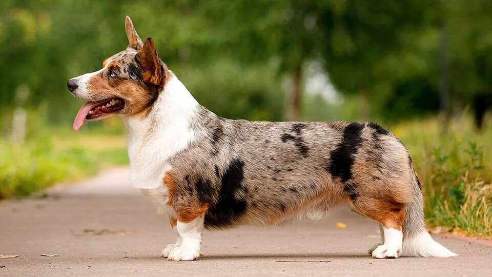 Собаки с короткими лапами (40 фото): названия пород коротконогих собак с большими ушами. уход за коротколапыми щенками