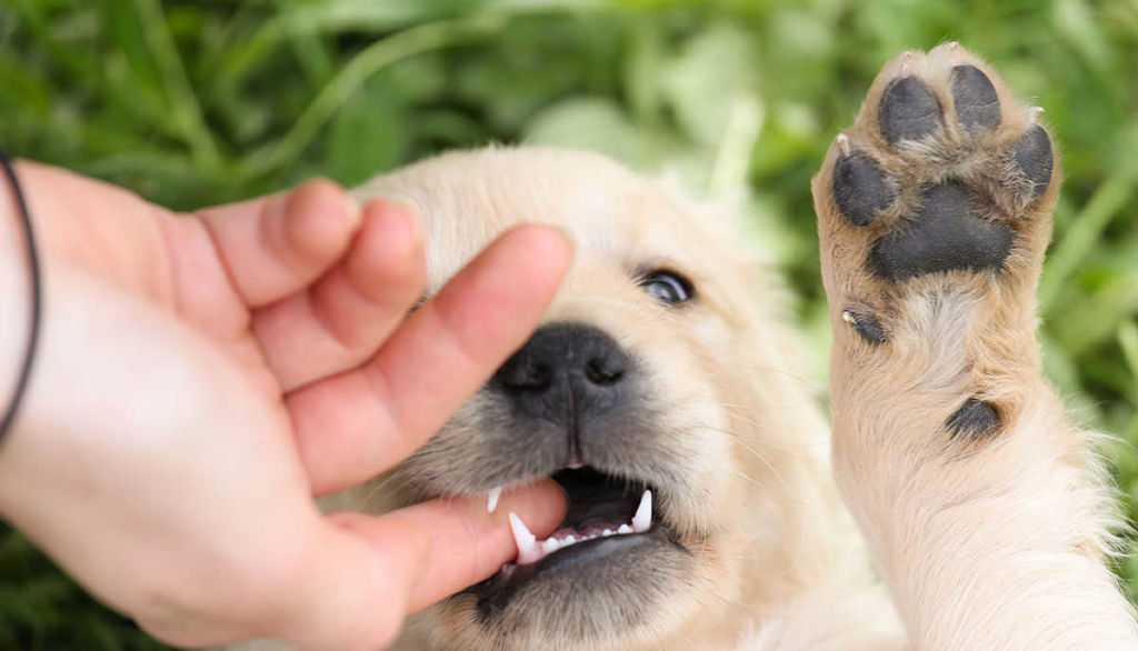 Что делать, если собака кусается: причины, способы отучить питомца