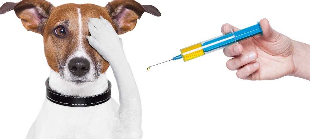 Вакцина против чумы собак - цена прививки от чумки щенкам
