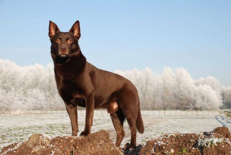 Порода австралийская пастушья собака: характеристики, фото, характер, правила ухода и содержания