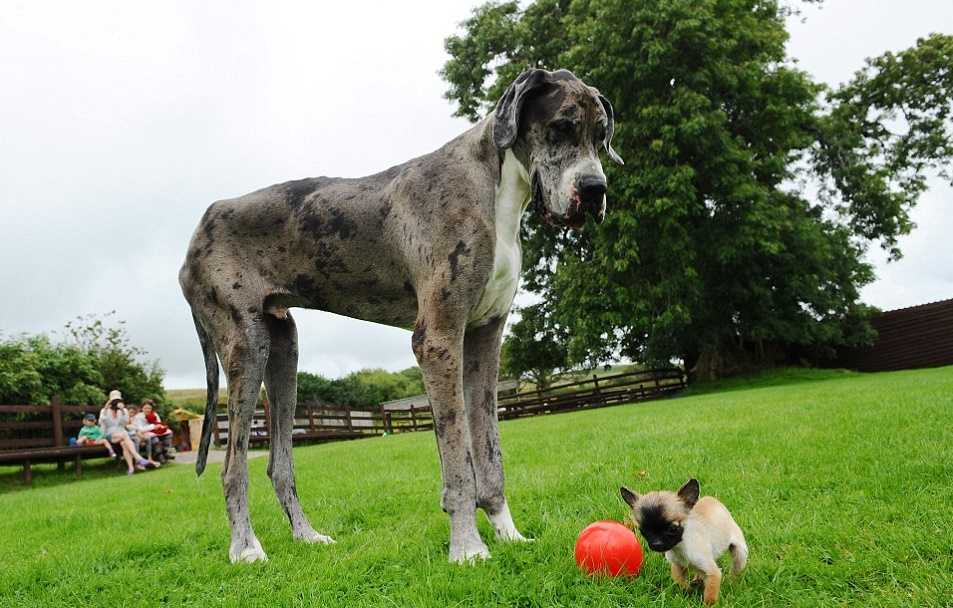 Самая большая собака в мире: топ-10 пород | вести