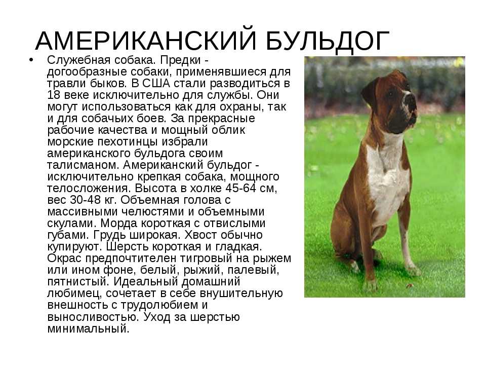 Алапахские чистокровные бульдоги (30 фото): описание породы, характер собак и особенности их содержания