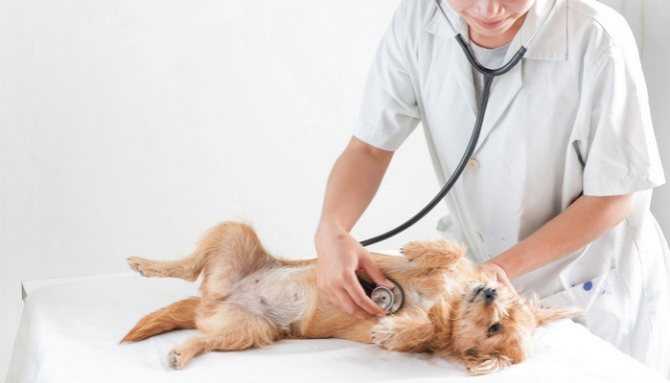 Ложная беременность у собак: признаки, лечение, профилактика