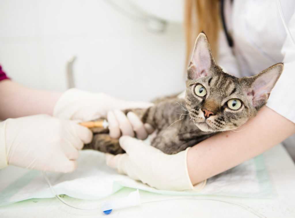 Опасен ли коронавирус человека (covid-19) для собак и кошек?