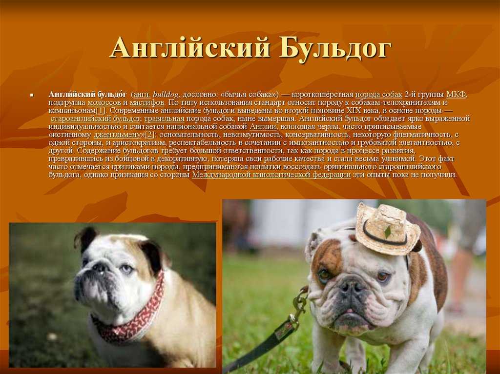 Алапахский бульдог (отто): описание породы собак с фото и видео