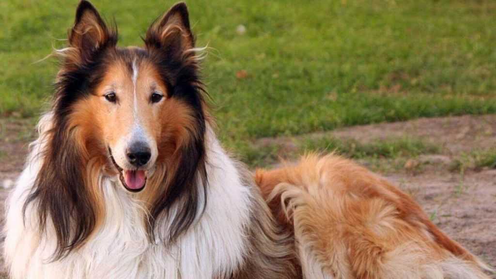 Верные хвостики: 10 самых преданных пород собак в мире
