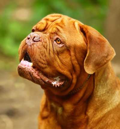Характеристика собак породы бордосский дог с отзывами и фото