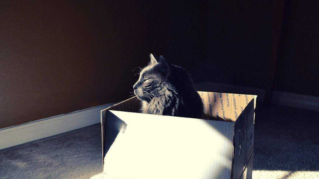 5 причин, почему кошки так сильно любят коробки