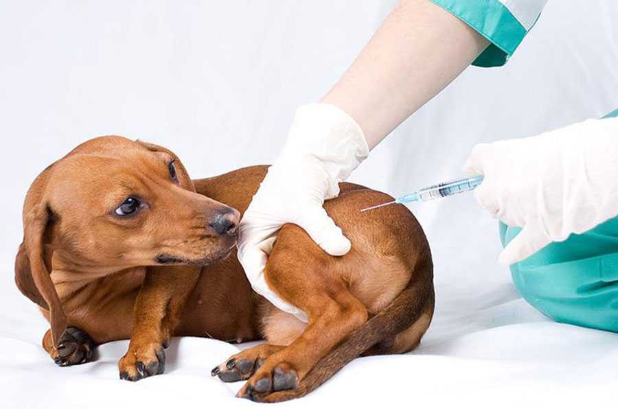 Прививки собаке от чумы (вакцинация собак против чумы плотоядных)