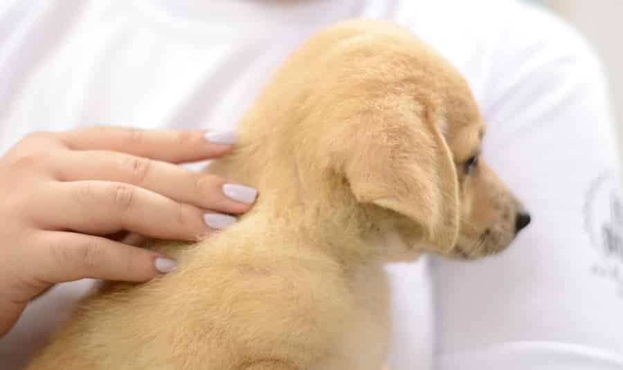 Питомец для аллергиков: есть такие Как выбрать кошку или собаку людям с аллергией Прочитав нашу статью, вы узнаете, какие породы можно завести аллергикам.