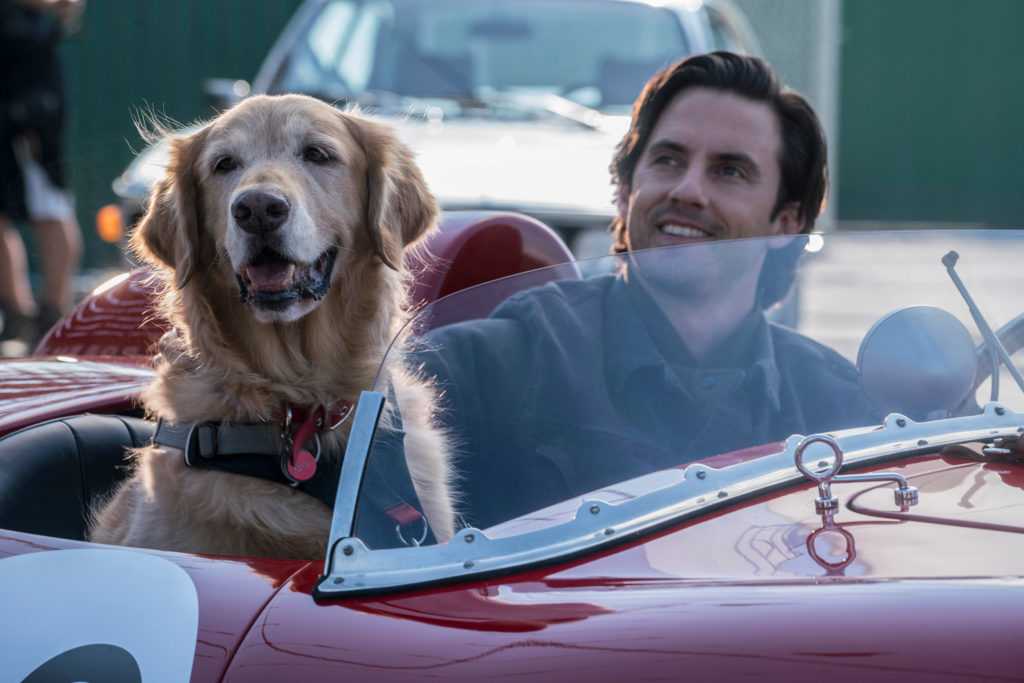 Фильмы про собак – 27 лучших новинок последних лет