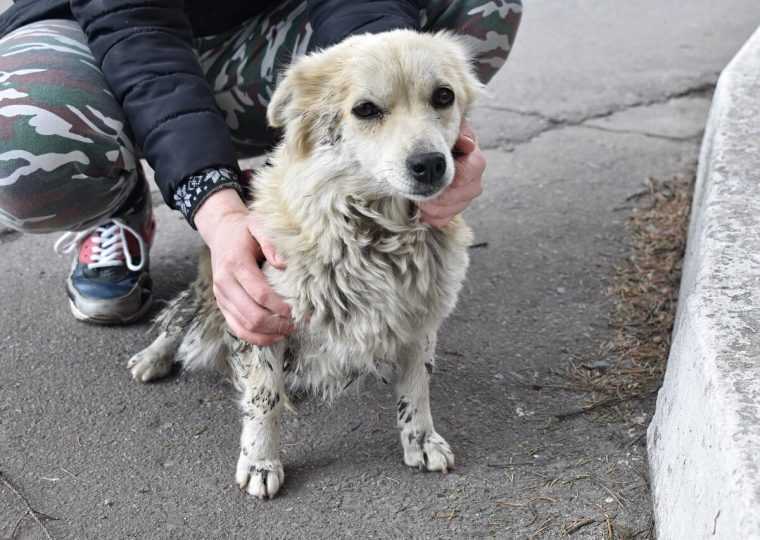 Сколько живут беспородные собаки: реалии жизни на улице и дома