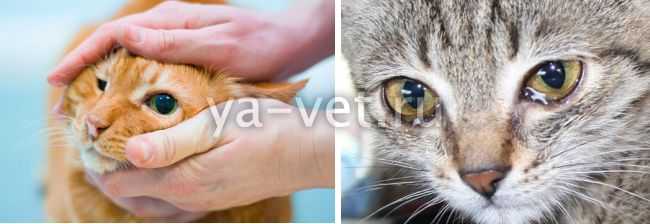 У кошки коричневые выделения из глаз - причины темных и кровяных слез