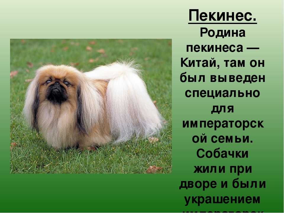 Пекинес собака. описание, особенности, уход и цена пекинеса