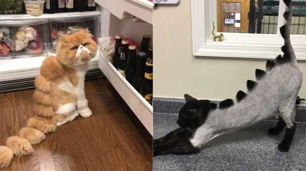 Как подстричь кота в домашних условиях ножницами