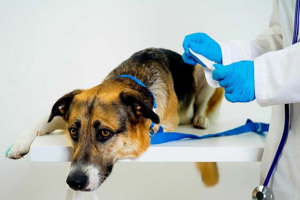Энтероколит у собак: причины и симптомы заболевания, диагностика и лечение