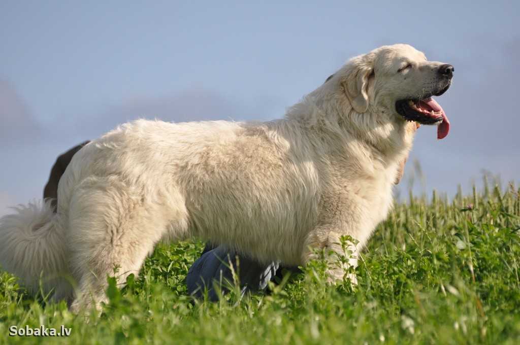 Описание породы собак польская подгалянская овчарка: характер, уход, предназначение