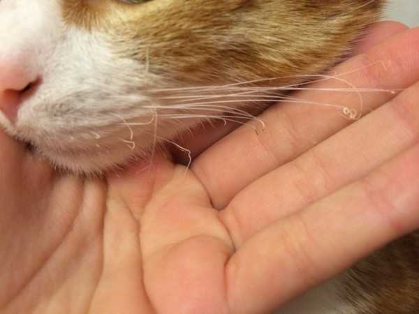 Почему у кошки выпадают усы: причины и что делать, могут ли они выпадать просто так?