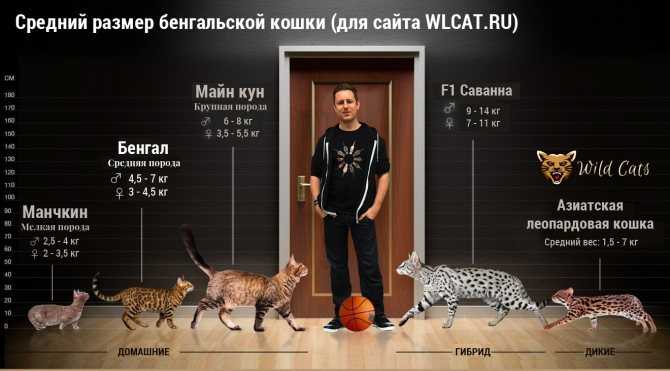 Котята мейн-куна (25 фото): до какого возраста они растут? как выглядят кошки в 1 и 2, 3 и 4, 5 и 6 месяцев?