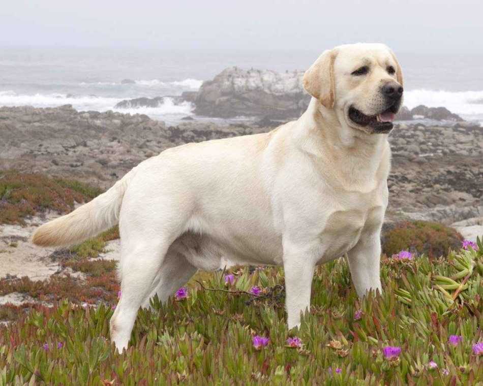 Лабрадор-ретривер: описание породы, характер собаки и щенка, фото, цена