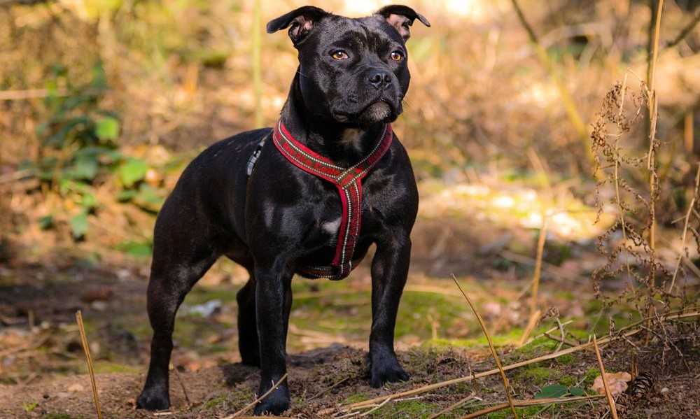 Стаффордширский бультерьер: все о собаке, фото, описание породы, характер, цена