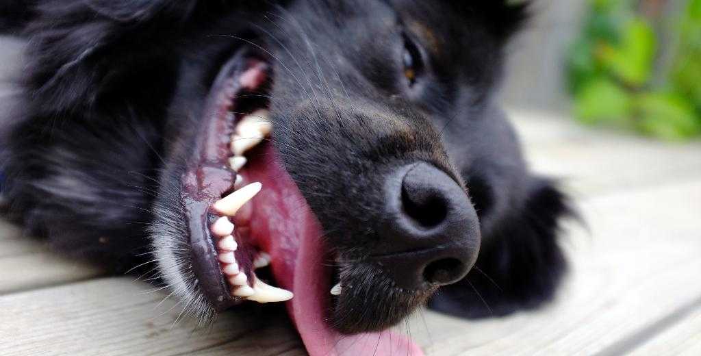 Одышка у собаки причины и лечение - почему собака тяжело и часто дышит высунув язык