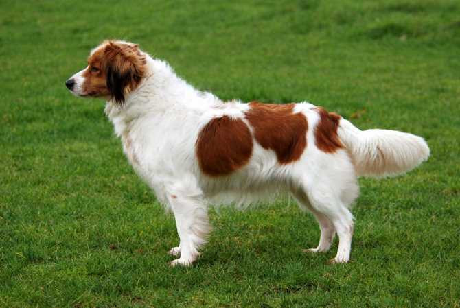 Коикерхондье - описание породы собак, фото, купить щенка