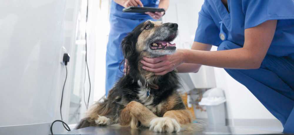 Синдром киари и сирингомиелия ⋆ ветеринарная клиника max&vet