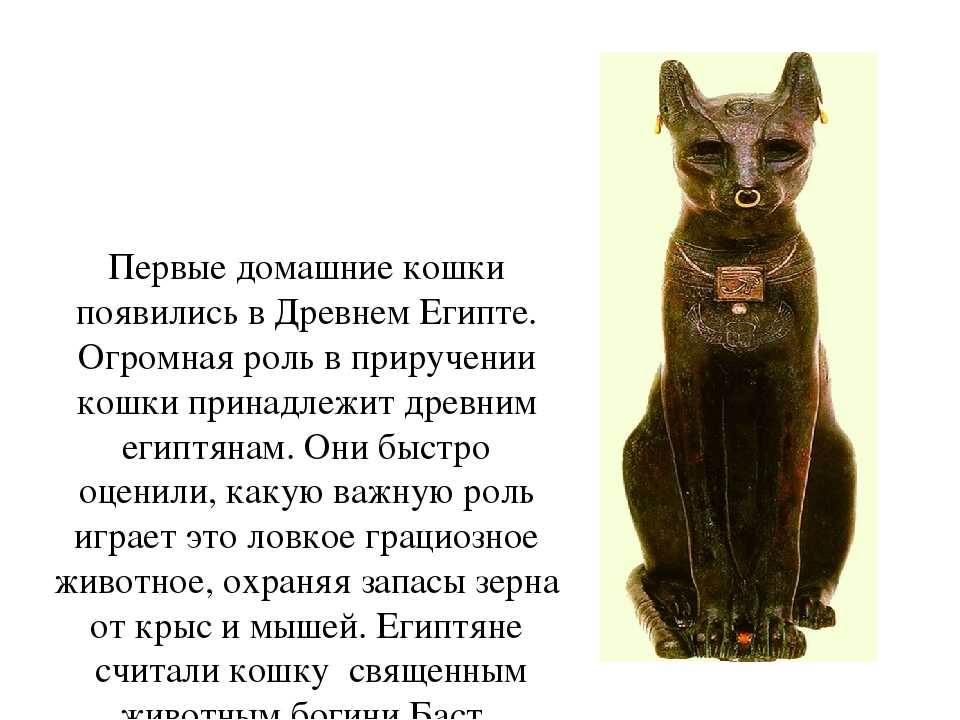 Кошка была приручена в древнем. Древние кошки. Коты в древнем Египте. История появления домашних кошек. Поклонение кошкам в древнем Египте.