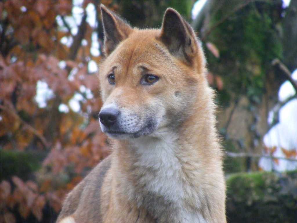 Новогвинейская поющая собака: описание породы, характер, фото