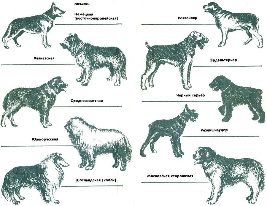 Новые породы собак (21 фото): названия новых пород больших и маленьких собак, выведенных в россии и других странах