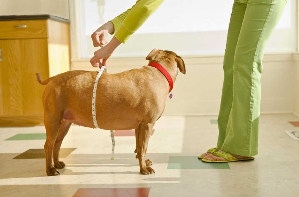 Ожирение у собак — причины, симптомы и лечение