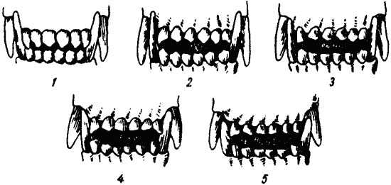 Смена зубов у щенков: симптомы и схема смены зубов у щенков, возможные осложнения, кормление, уход за зубами, породные особенности смены зубов