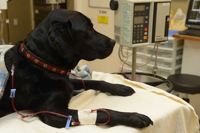 Гемотрансфузия собак и кошек – переливание крови животным