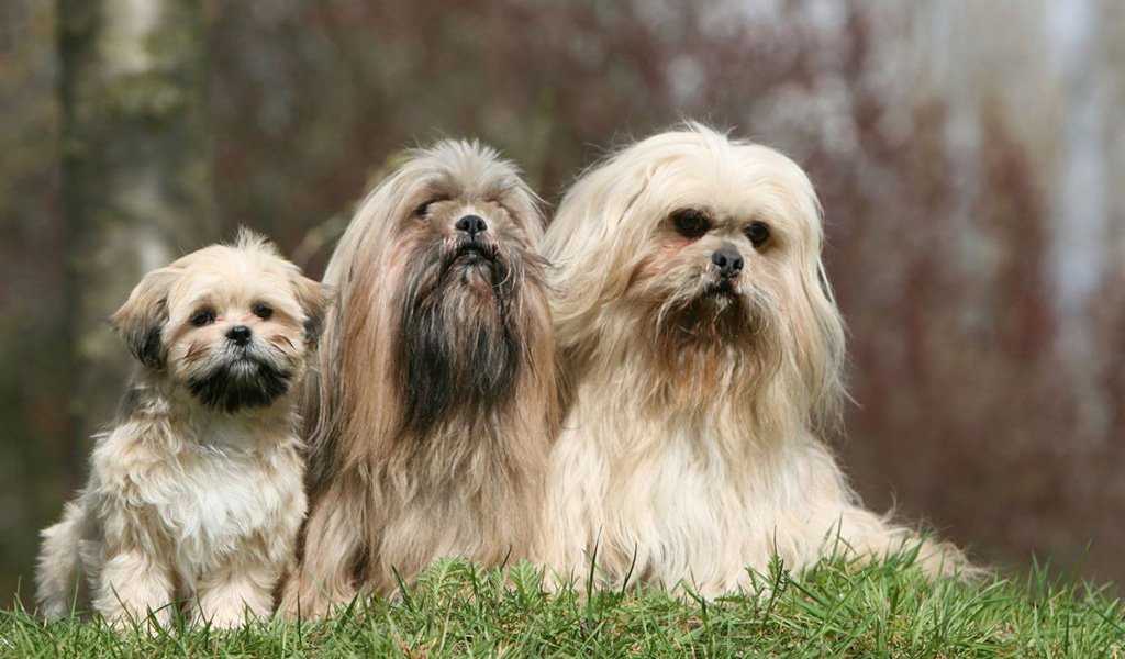 Лхасский апсо: история породы, характер, уход - новости о собаках