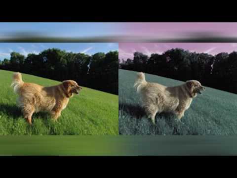 Какое зрение у собаки и как она видит окружающий мир