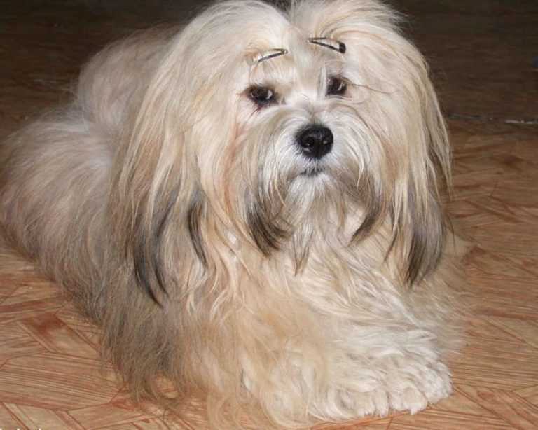 Лхаса апсо: стандарт и описание лхасской породы собак, характер, содержание, цены и фото