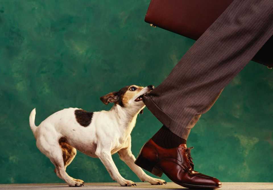 Как отучить щенка кусаться? 23 фото что делать, если собака хватает хозяина за руки и ноги? как успокоить щенка, если он бесится?