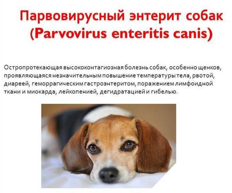 Анорексия у собак – причины и способы лечения в домашних условиях