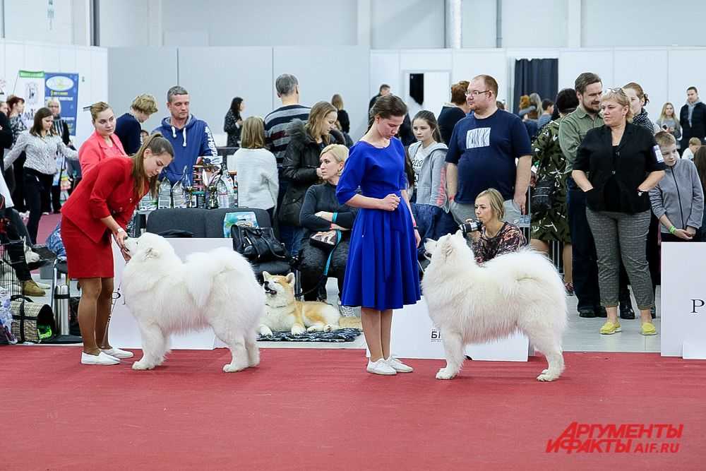 Мадрид (испания) | 16-20 декабря 2020 | world dog show — shaya dog tours