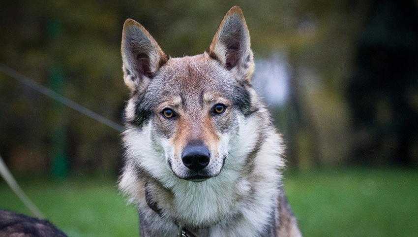 Породы собак похожие на волков, потомки волков или скрещенные с волками