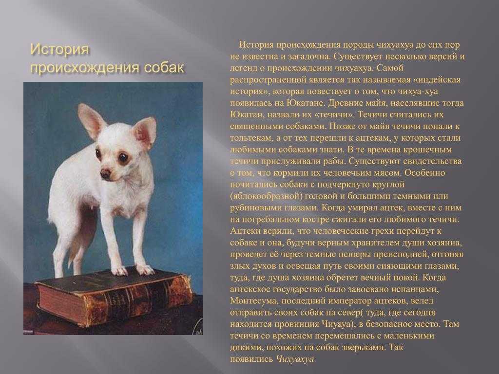 ᐉ порода собак длиношерстной чихуахуа: описание, уход, цена и фото щенков - zoovet24.ru