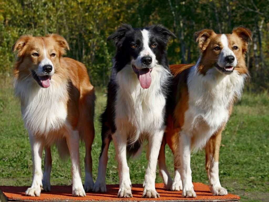 Пастушьи собаки: происхождение, описание и советы по выбору