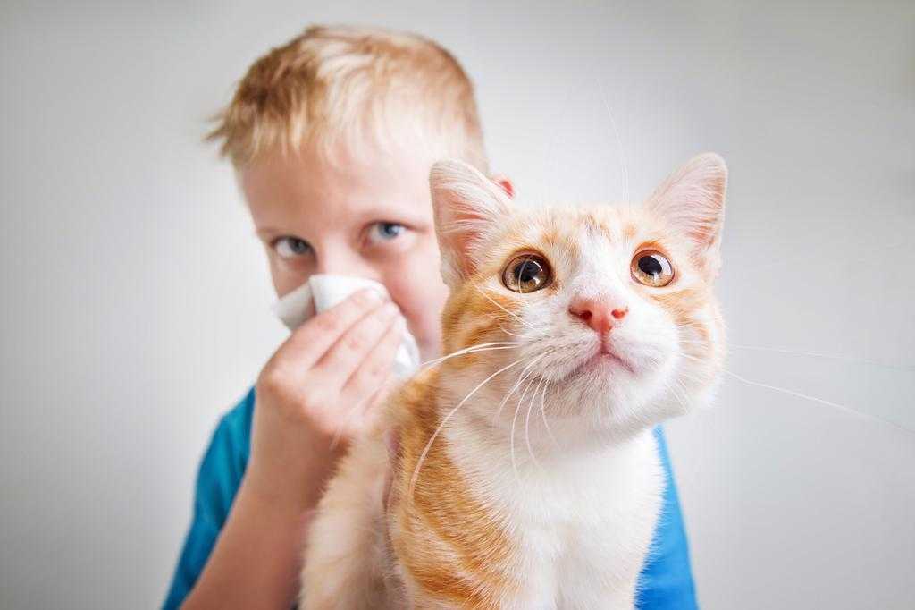 Какую кошку завести для ребенка с аллергией