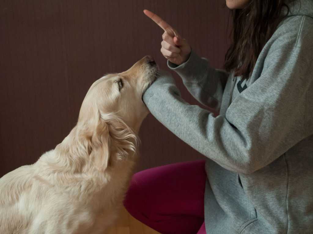 Ваша собака  лижет ваши уши  - почему она так делает?