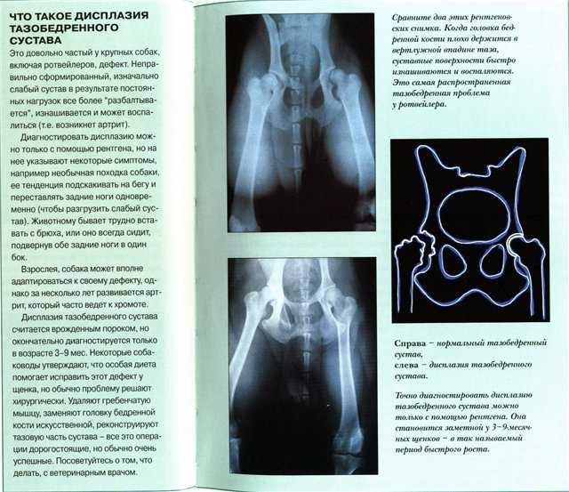 Дисплазия тазобедренных суставов у собак: симптомы и лечение | признаки, как лечить